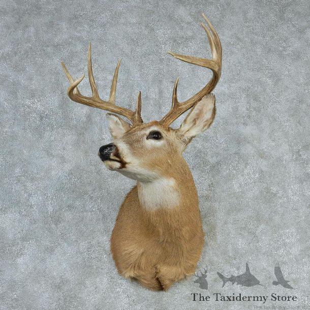 Whitetail Deer Shoulder Taxidermy Head Mount #12737 For Sale @ The Taxidermy Store