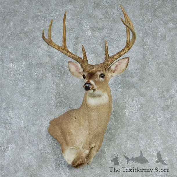 Whitetail Deer Shoulder Taxidermy Head Mount #12742 For Sale @ The Taxidermy Store