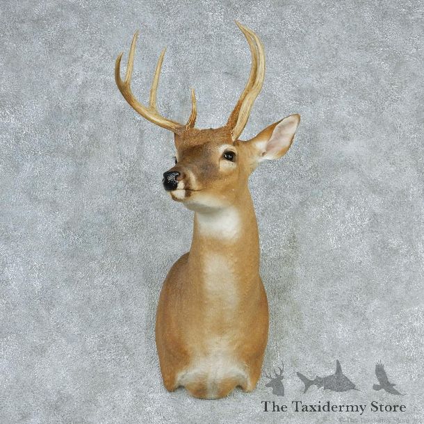 Whitetail Deer Shoulder Taxidermy Head Mount #12744 For Sale @ The Taxidermy Store