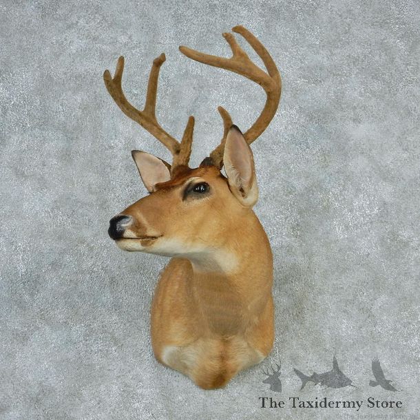 Whitetail Deer Shoulder Taxidermy Head Mount #12745 For Sale @ The Taxidermy Store