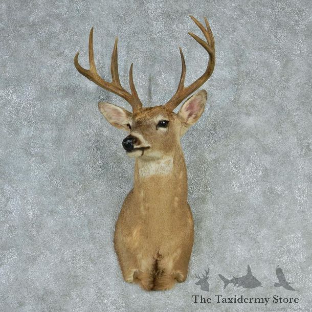 Whitetail Deer Shoulder Taxidermy Head Mount #12747 For Sale @ The Taxidermy Store
