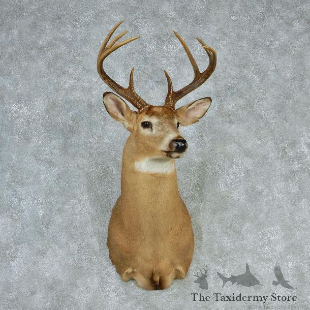 Whitetail Deer Shoulder Taxidermy Head Mount #12748 For Sale @ The Taxidermy Store