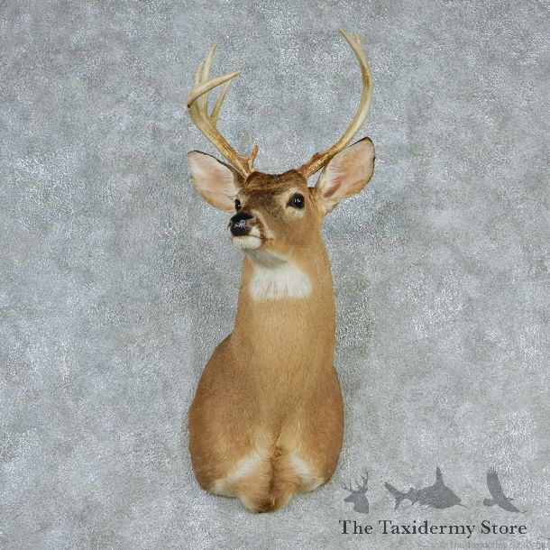 Whitetail Deer Shoulder Taxidermy Head Mount #12749 For Sale @ The Taxidermy Store