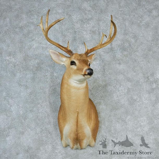 Whitetail Deer Shoulder Taxidermy Head Mount #12751 For Sale @ The Taxidermy Store