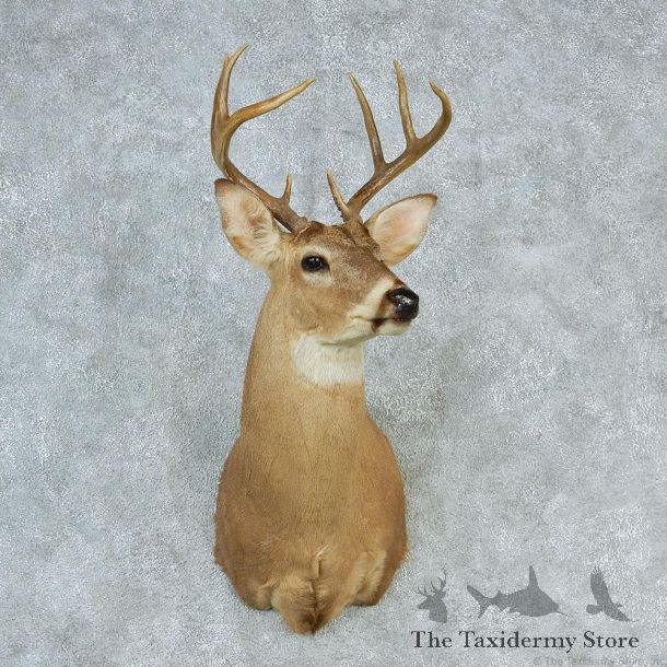Whitetail Deer Shoulder Taxidermy Head Mount #12752 For Sale @ The Taxidermy Store