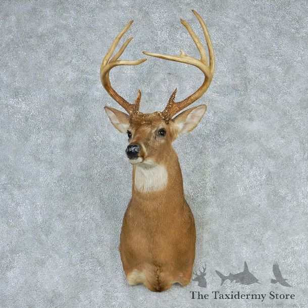 Whitetail Deer Shoulder Taxidermy Head Mount #12753 For Sale @ The Taxidermy Store