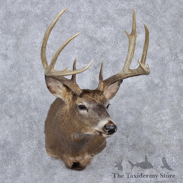 Whitetail Deer Shoulder Taxidermy Head Mount #12518 For Sale @ The Taxidermy Store