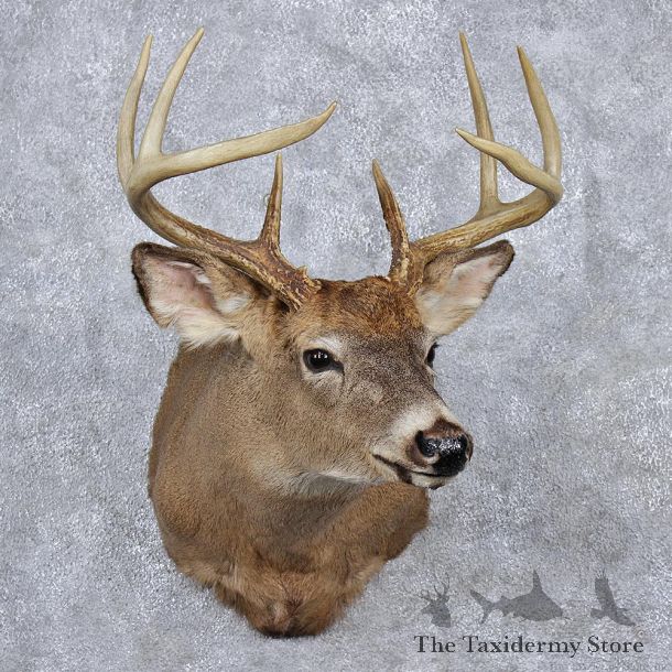 Whitetail Deer Shoulder Taxidermy Head Mount #12519 For Sale @ The Taxidermy Store