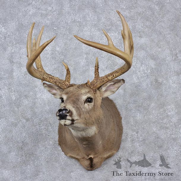 Whitetail Deer Shoulder Taxidermy Head Mount #12519 For Sale @ The Taxidermy Store