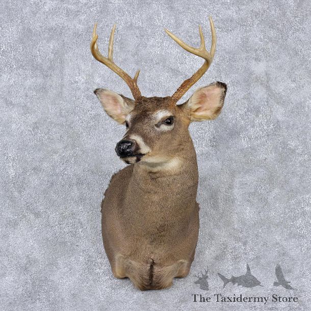 Whitetail Deer Shoulder Taxidermy Head Mount #12522 For Sale @ The Taxidermy Store