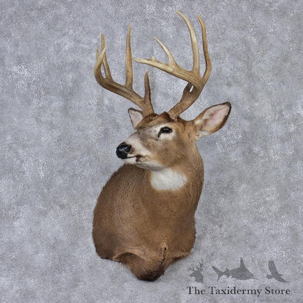 Whitetail Deer Shoulder Taxidermy Head Mount #12523 For Sale @ The Taxidermy Store