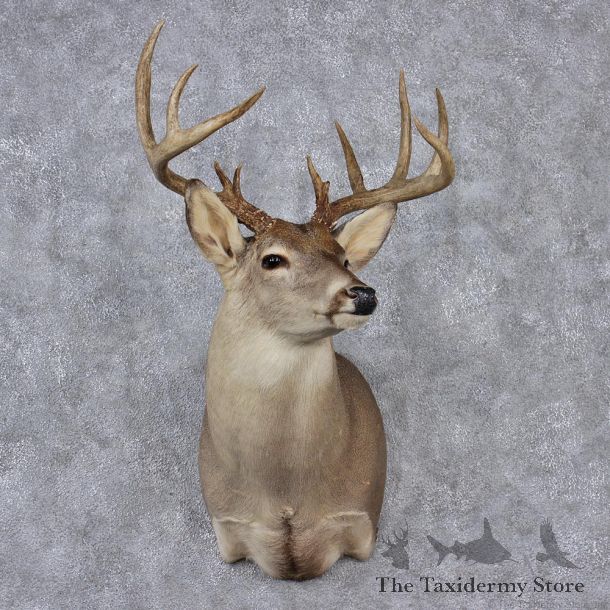Whitetail Deer Shoulder Mount #12524 For Sale @ The Taxidermy Store