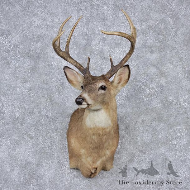 Whitetail Deer Shoulder Mount #12525 For Sale @ The Taxidermy Store