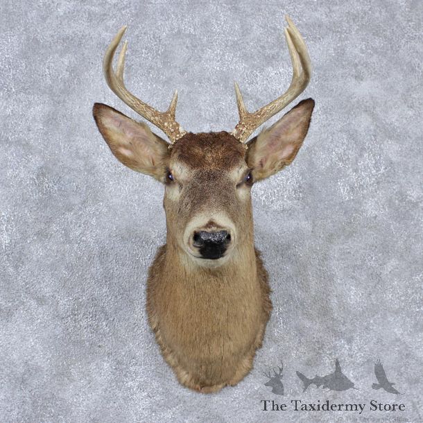 Whitetail Deer Shoulder Taxidermy Mount #12526 For Sale @ The Taxidermy Store