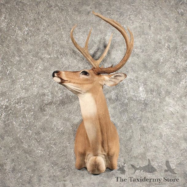 Whitetail Deer Shoulder Mount #11436 - For Sale - The Taxidermy Store