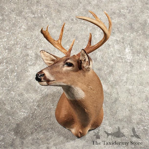 Whitetail Deer Shoulder Mount #11437 - For Sale - The Taxidermy Store