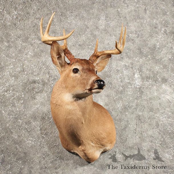 Whitetail Deer Shoulder Mount #11438 - For Sale - The Taxidermy Store