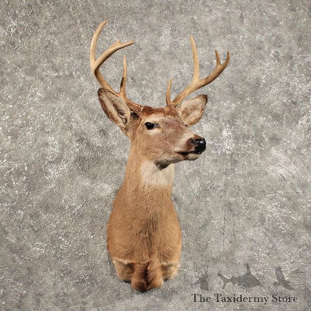 Whitetail Deer Shoulder Mount #11439 - For Sale - The Taxidermy Store