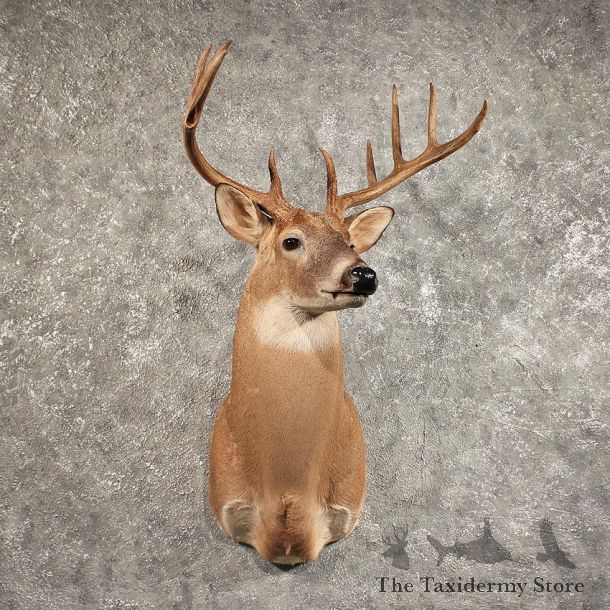 Whitetail Deer Shoulder Mount #11441 - For Sale - The Taxidermy Store