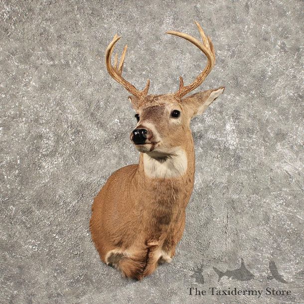 Whitetail Deer Shoulder Mount #11442 - For Sale - The Taxidermy Store