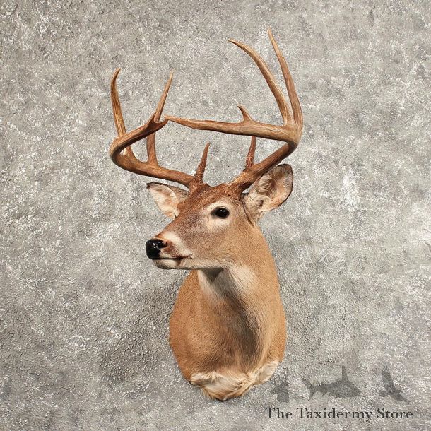 Whitetail Deer Shoulder Mount #11444 - For Sale - The Taxidermy Store
