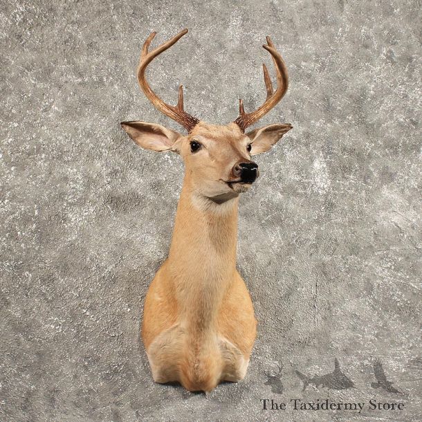 Whitetail Deer Shoulder Mount #11445 - For Sale - The Taxidermy Store