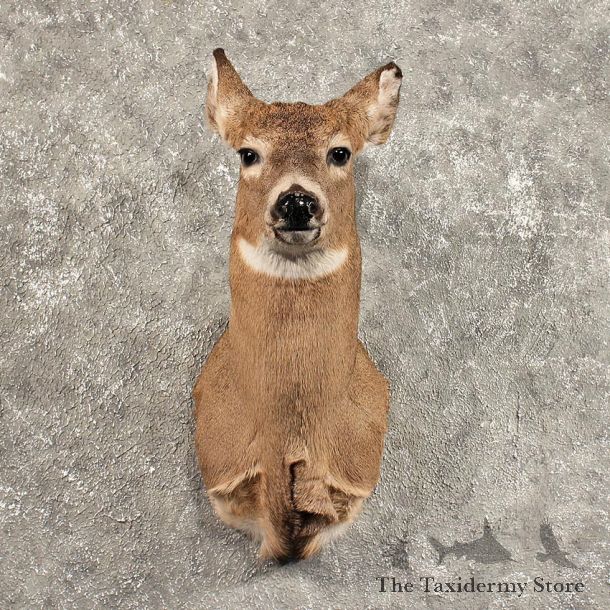 Anterless Whitetail Deer Mount #11446 -  For Sale - The Taxidermy Store