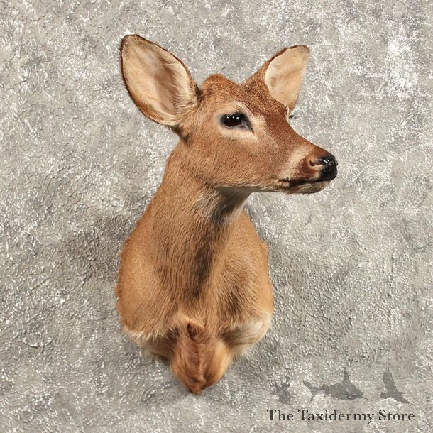 Anterless Whitetail Deer Mount #11447 -  For Sale - The Taxidermy Store