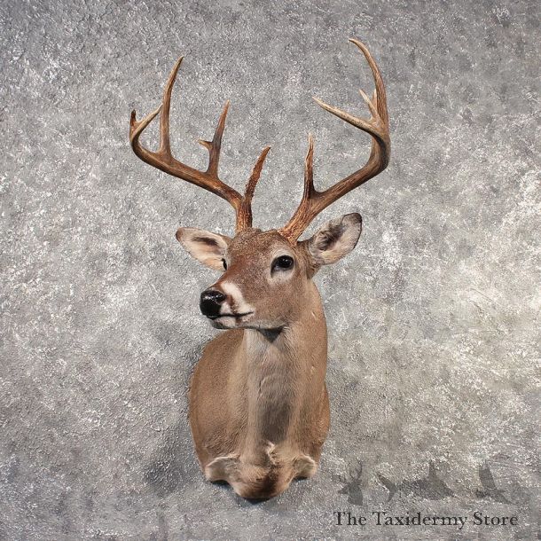 Whitetail Deer Shoulder Mount #11521 - For Sale - The Taxidermy Store