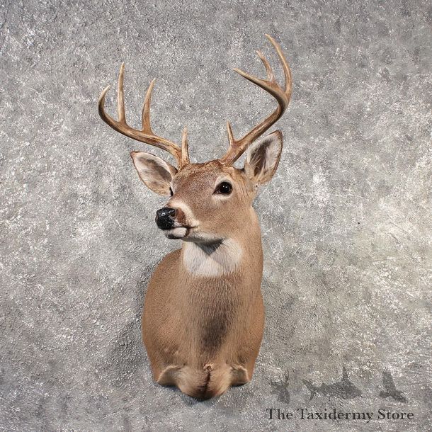Whitetail Deer Shoulder Mount #11522 - For Sale - The Taxidermy Store