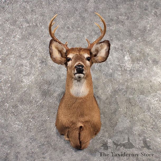 Whitetail Deer Shoulder Mount #11523 - For Sale - The Taxidermy Store