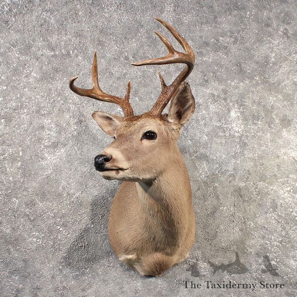 Whitetail Deer Shoulder Mount #11524 - For Sale - The Taxidermy Store