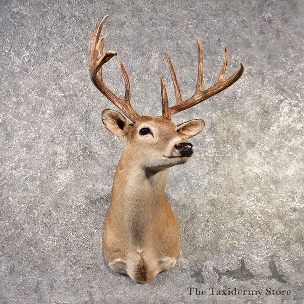 Whitetail Deer Shoulder Mount #11525 - The Taxidermy Store