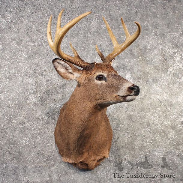 Whitetail Deer Shoulder Mount #11526 - For Sale - The Taxidermy Store