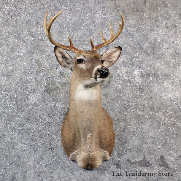 Whitetail Deer Shoulder Mount #11542 - For Sale - The Taxidermy Store