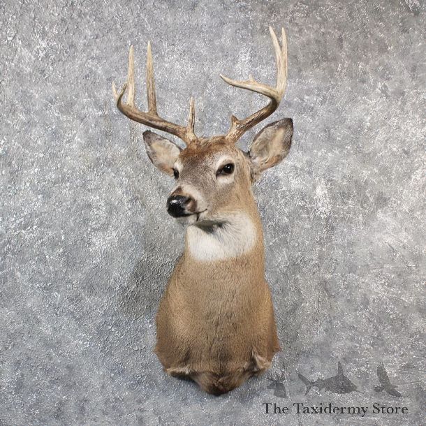 Whitetail Deer Shoulder Mount #11544 - For Sale - The Taxidermy Store