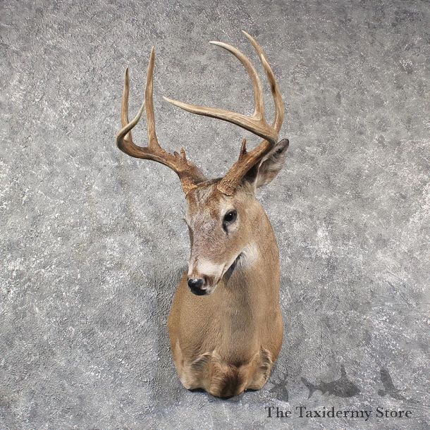 Whitetail Deer Shoulder Mount #11569 - For Sale @ The Taxidermy Store