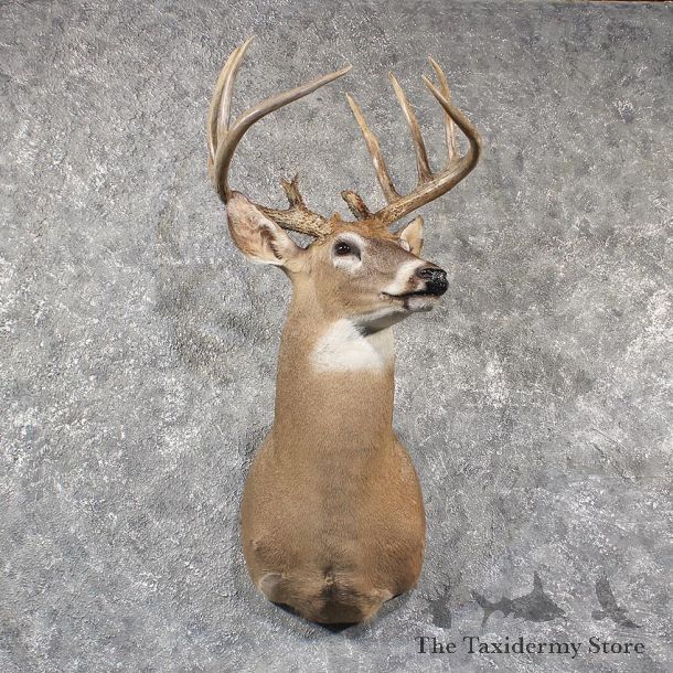 Whitetail Deer Shoulder Mount #11570 - For Sale @ The Taxidermy Store