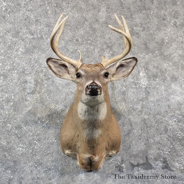 Whitetail Deer Shoulder Mount #11572 - For Sale @ The Taxidermy Store