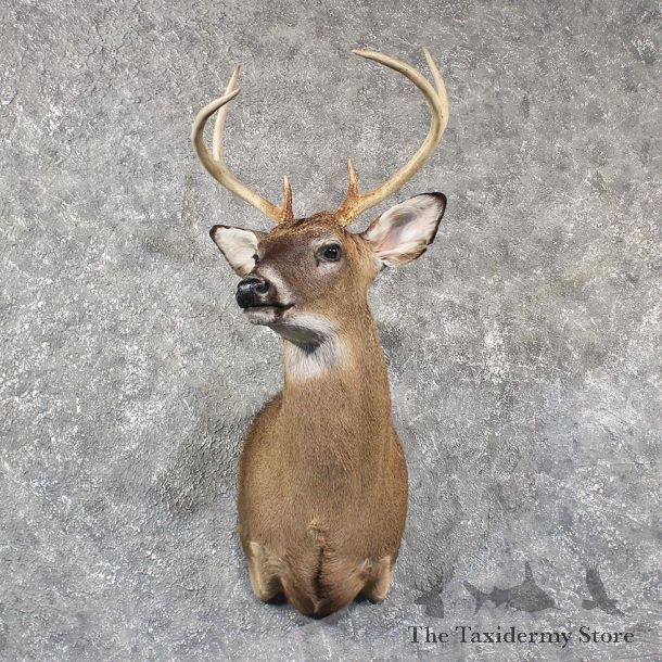 Whitetail Deer Shoulder Mount #11573 - For Sale @ The Taxidermy Store