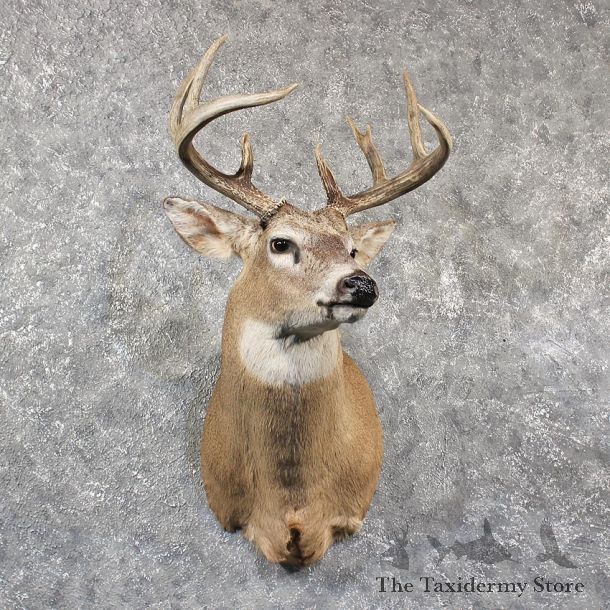 Whitetail Deer Shoulder Mount #11574 - For Sale @ The Taxidermy Store