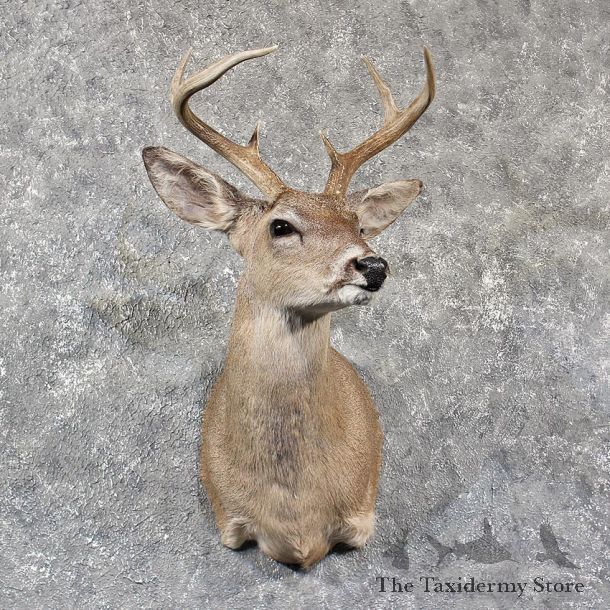 Coues Whitetail Deer Shoulder Mount #11575 - For Sale @ The Taxidermy Store