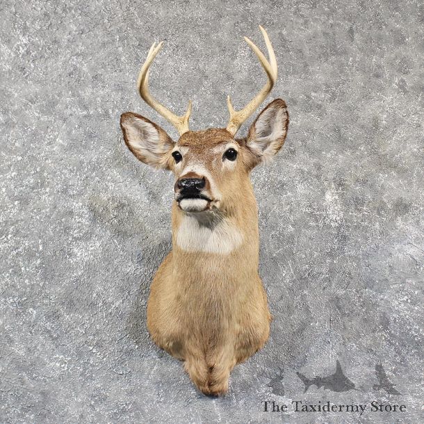 Whitetail Deer Shoulder Mount #11579 - For Sale - The Taxidermy Store