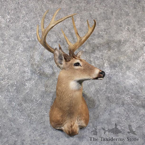 Whitetail Deer Shoulder Mount #11661 For Sale @ The Taxidermy Store