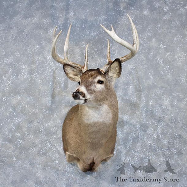 Whitetail Deer Shoulder Mount #11889 For Sale @ The Taxidermy Store