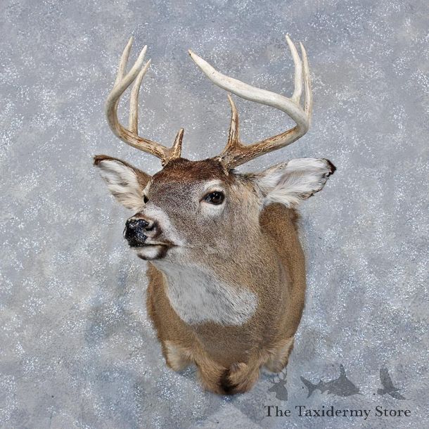 Whitetail Deer Shoulder Mount #11890 For Sale @ The Taxidermy Store