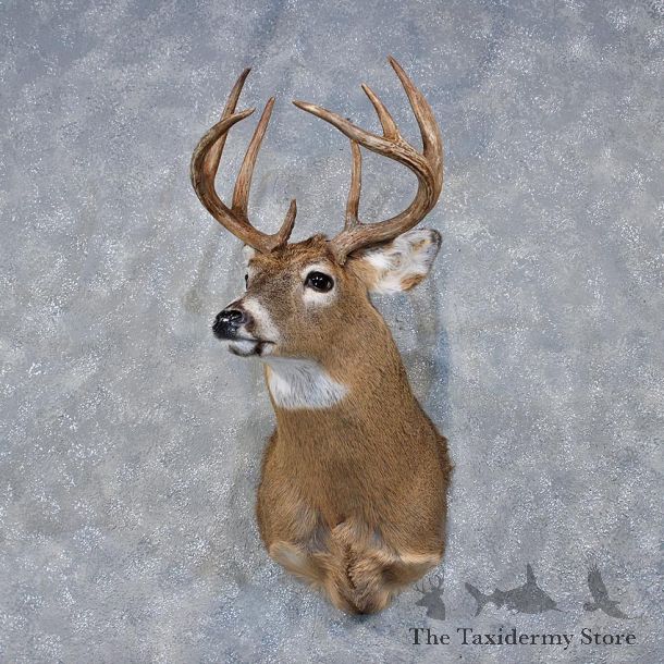 Whitetail Deer Shoulder Mount #11892 For Sale @ The Taxidermy Store