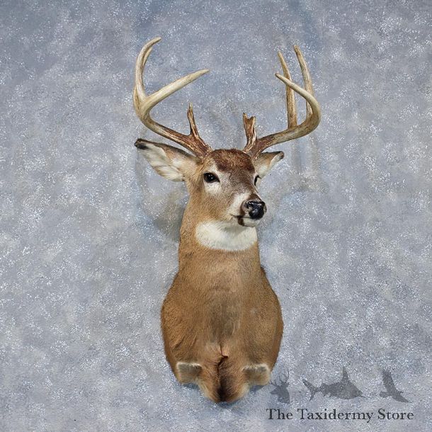 Whitetail Deer Shoulder Mount #11893 For Sale @ The Taxidermy Store