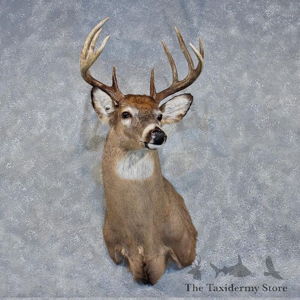 Whitetail Deer Shoulder Mount #11894 For Sale @ The Taxidermy Store