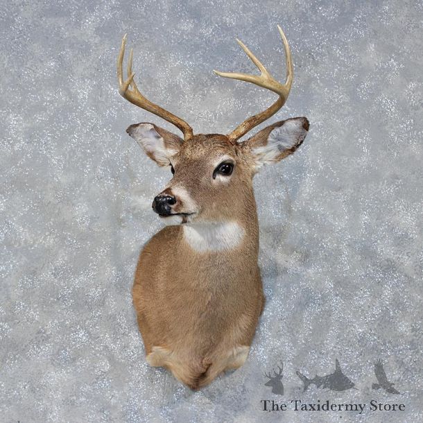 Whitetail Deer Shoulder Mount #11896 For Sale @ The Taxidermy Store